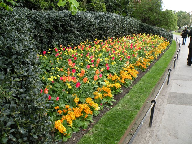  parterre de fleurs